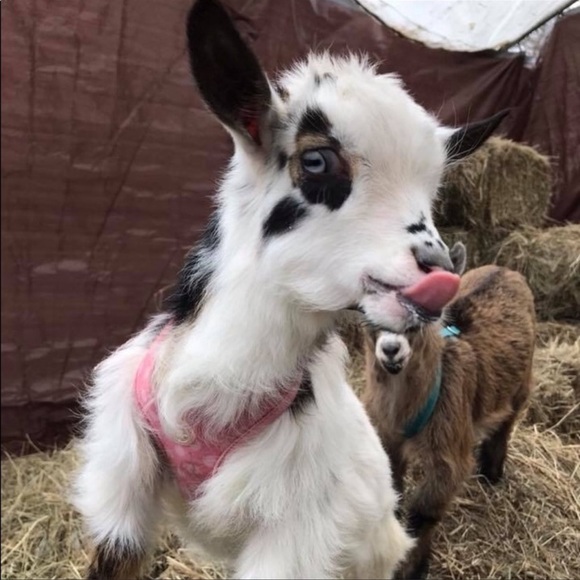 Meet your Posher, Tracy - Picture 3 of 10